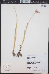 Allium geyeri var. tenerum image