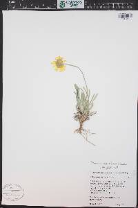 Tetraneuris acaulis image