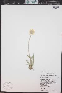 Tetraneuris acaulis image