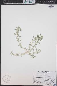 Amaranthus albus image