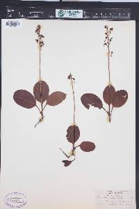 Pyrola elliptica image