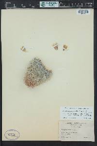 Coryphantha vivipara var. vivipara image