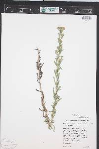 Symphyotrichum falcatum image