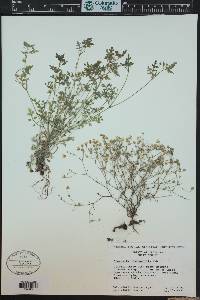 Nemophila heterophylla image