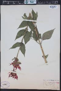 Monarda didyma image