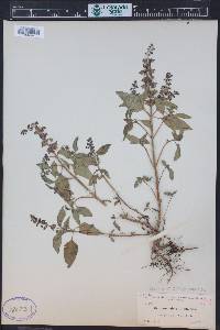 Ocimum campechianum image