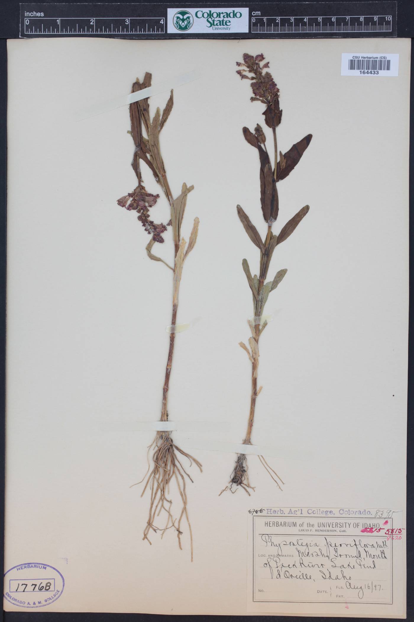 Physostegia parviflora image