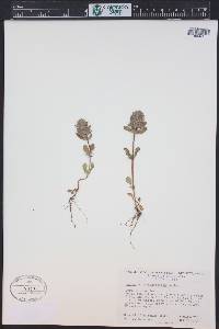 Pogogyne ziziphoroides image