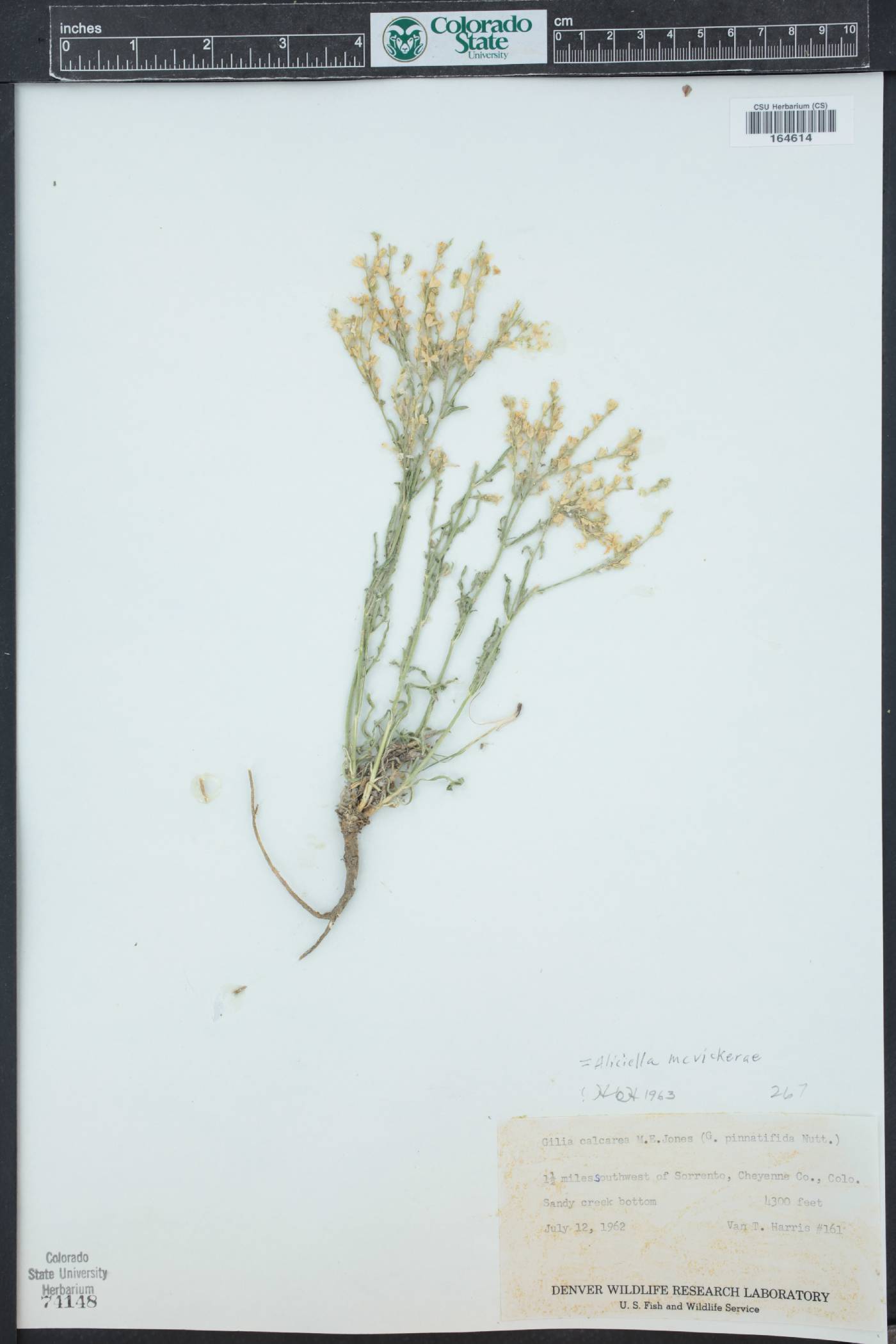 Aliciella mcvickerae image