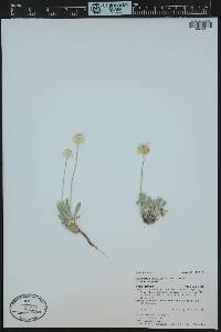 Tetraneuris acaulis image