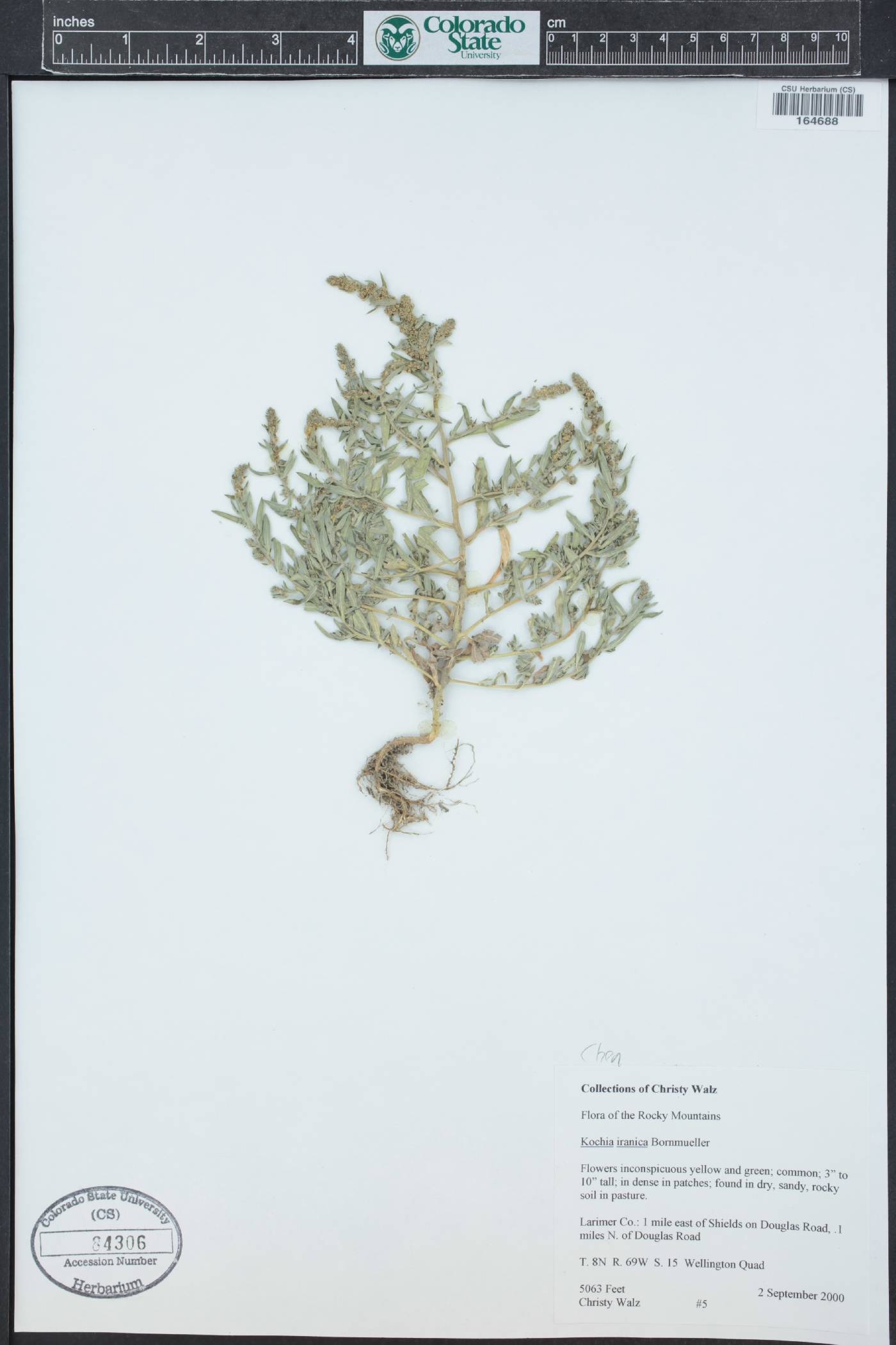 Kochia americana image