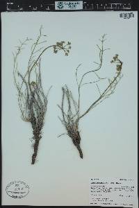 Lomatium nuttallii image