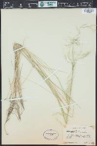 Nassella lepida image