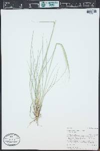 Hesperostipa comata image