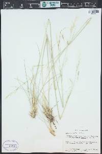 Hesperostipa comata image