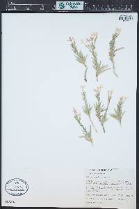 Phlox amabilis image