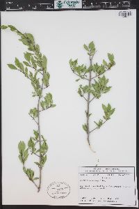 Forestiera pubescens image