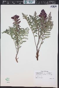 Pedicularis densiflora image