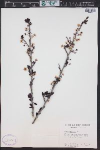 Prunus cerasifera image