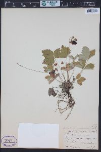 Fragaria vesca subsp. americana image