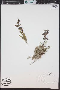 Penstemon fremontii image