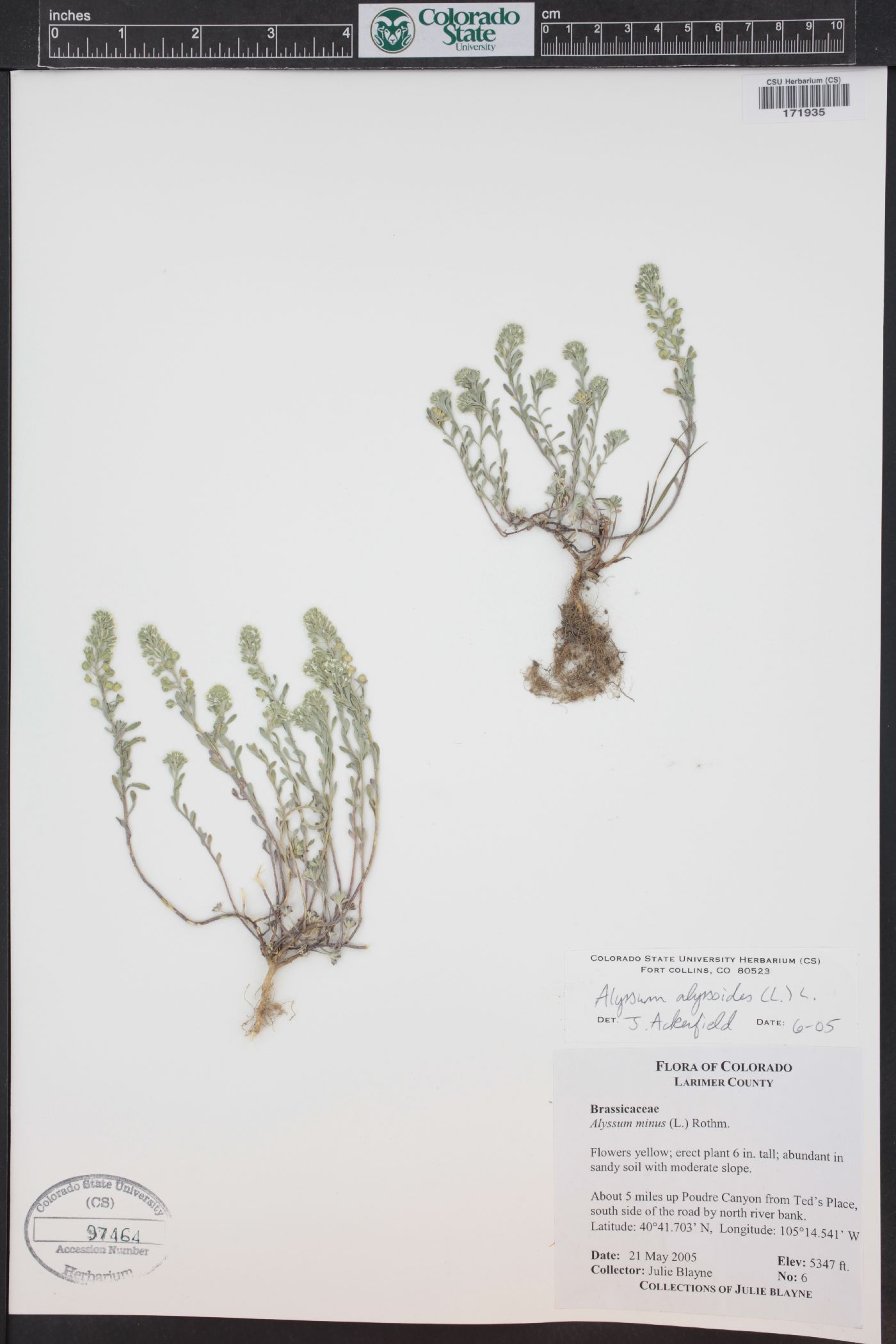 Alyssum alyssoides image