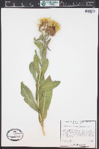 Centaurea macrocephala image