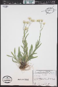 Solidago ptarmicoides image