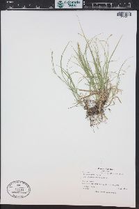 Carex disperma image