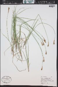 Carex siccata image