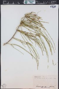 Ephedra viridis image