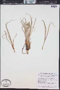 Nothocalais cuspidata image