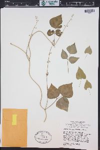Phaseolus microcarpus image