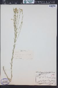 Linum sulcatum image