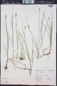 Carex siccata image