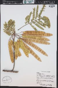 Albizia julibrissin image