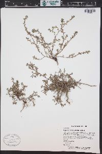 Polygonum arenastrum image