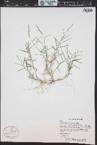 Muhlenbergia schreberi image