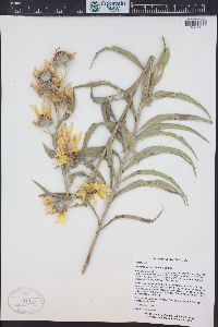 Helianthus maximiliani image