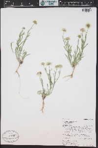 Erigeron pumilus image