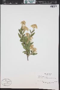 Ceanothus herbaceus image