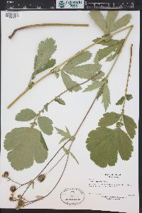 Geum macrophyllum image