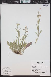 Penstemon virens image