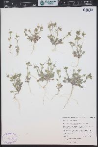 Collomia heterophylla image