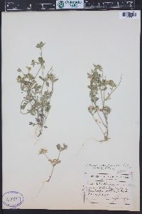 Collomia heterophylla image