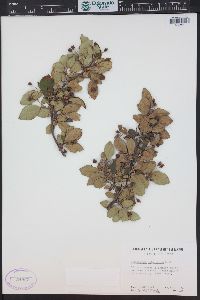 Cotoneaster melanocarpus image