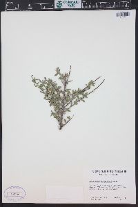 Cotoneaster microphyllus image