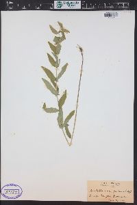 Scutellaria galericulata image