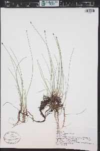 Eleocharis erythropoda image