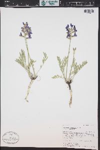 Oxytropis lambertii image